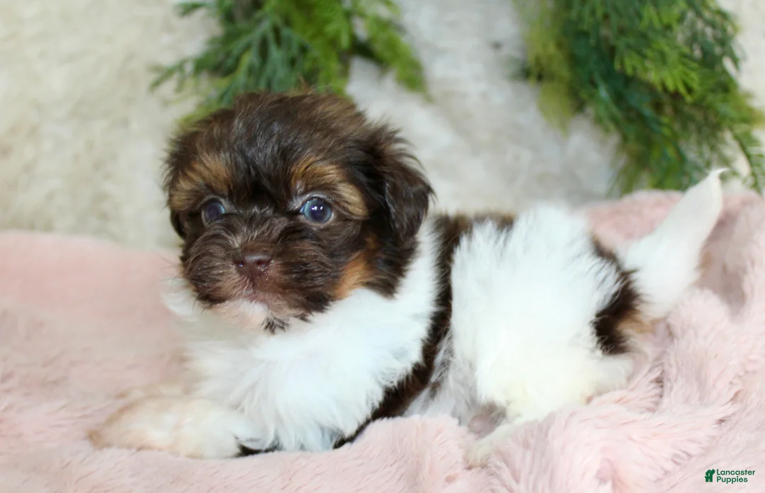 Havapoo dogs for sale: Havapoo Puppy 3 - Ad 1