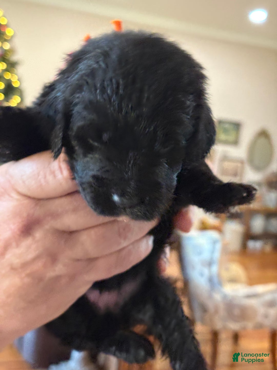 Mixed Breed dogs for sale: female # 3 English Shepherd Doodle - Ad 4