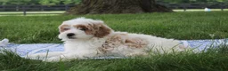 Mini Goldendoodle dogs for sale: Tessa - Ad 5