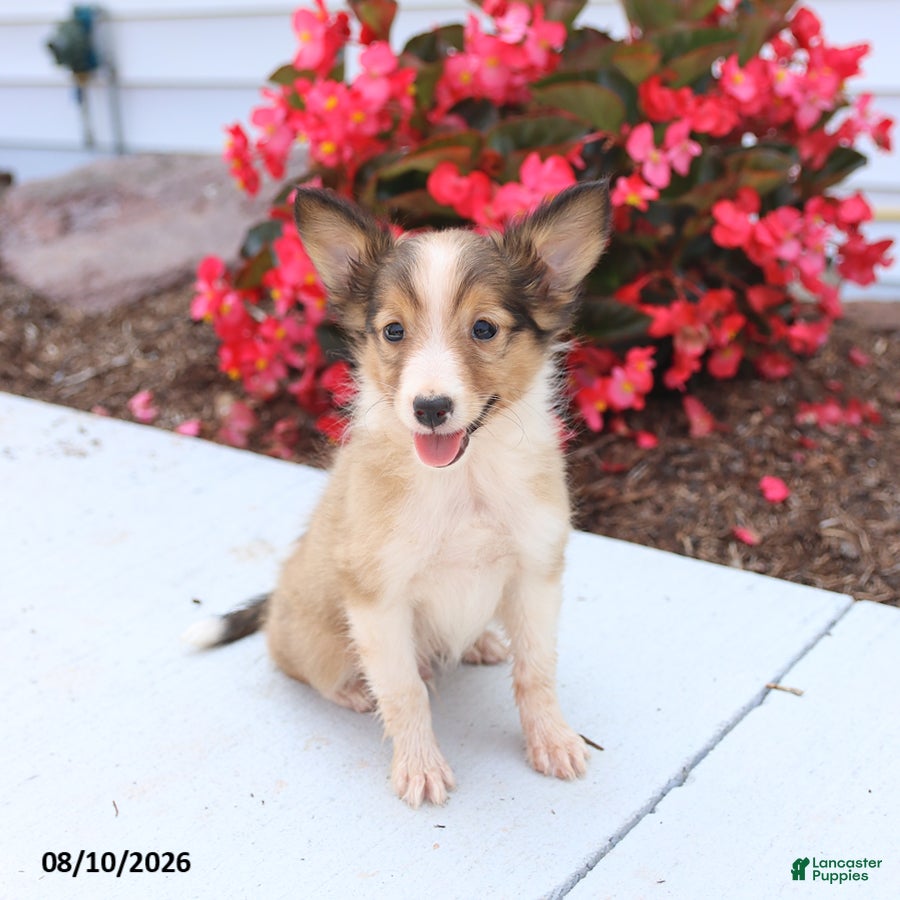 Shetland Sheepdog dogs Blaze - Ad 2