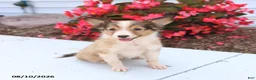 Shetland Sheepdog dogs for sale: Blaze - Ad 2