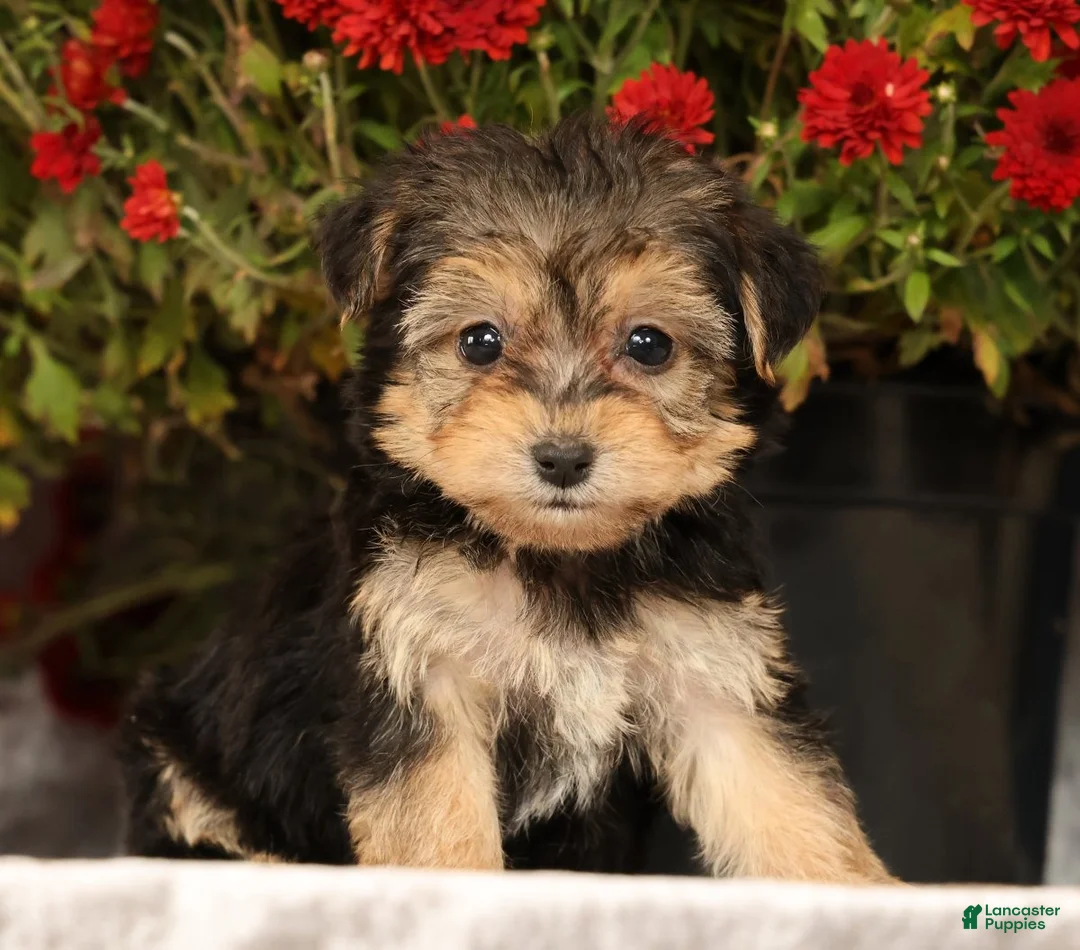 Yochon dogs for sale: Tessa - Ad 1