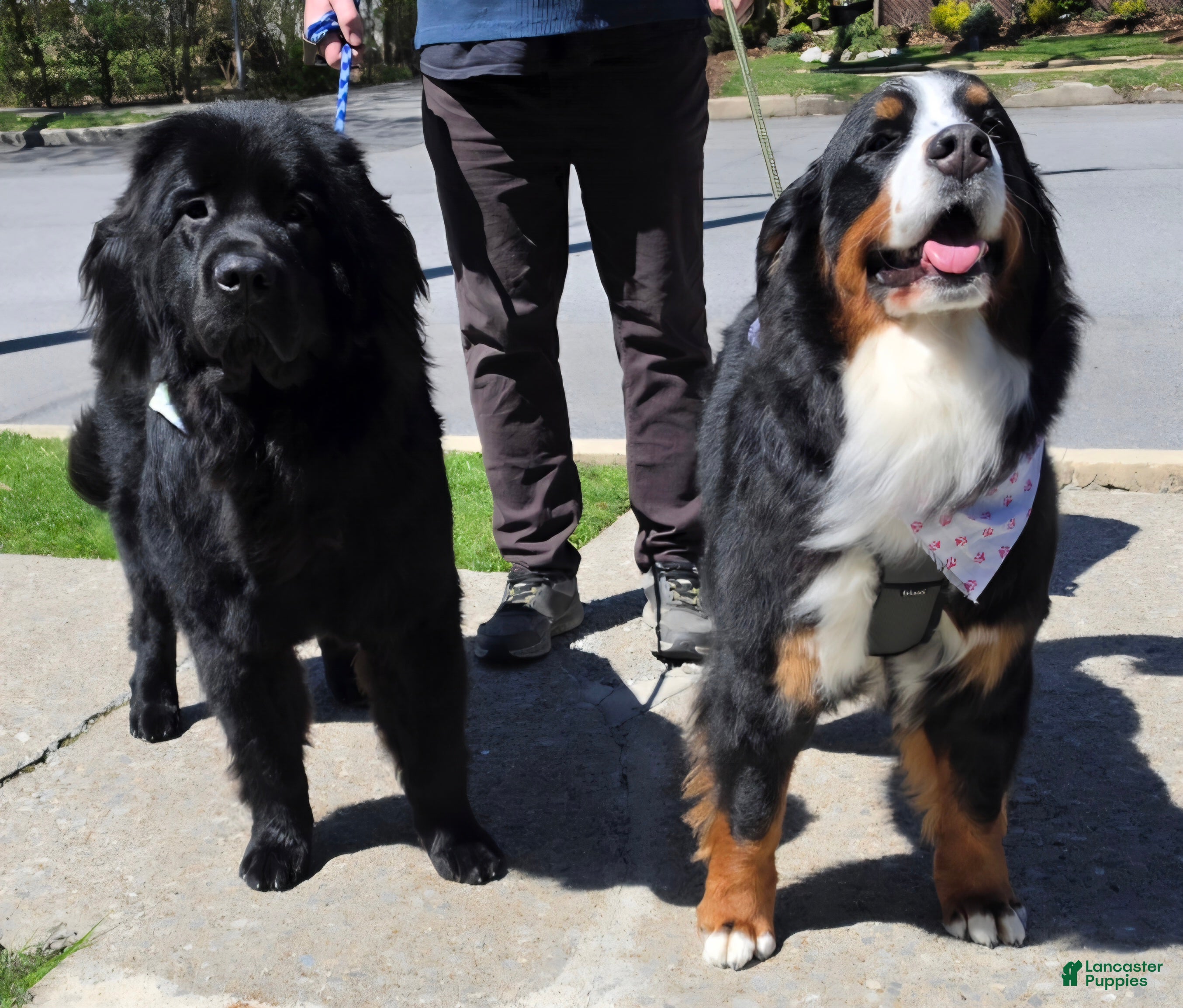 Mixed Breed dogs for sale: Mixed Breed Puppy 2 - Ad 4