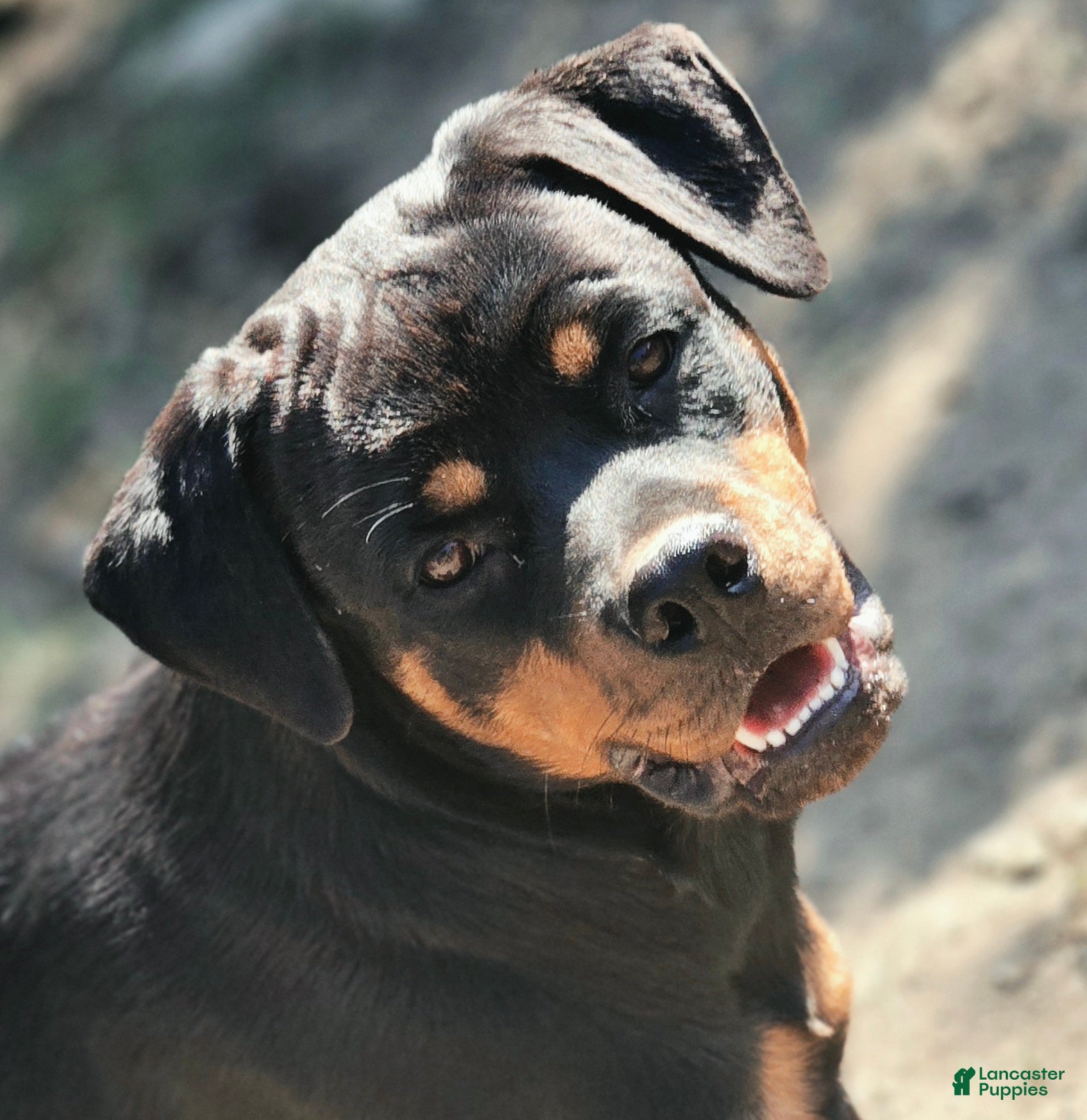 Rottweiler dogs for sale: Mango - Ad 1