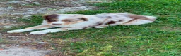 Miniature Australian Shepherd dogs for sale: Bixby - Ad 1
