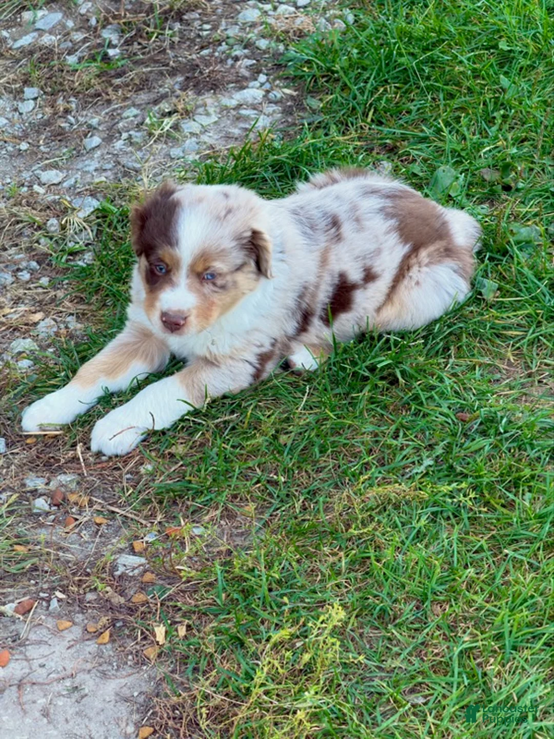 Miniature Australian Shepherd dogs for sale: Bixby - Ad 1