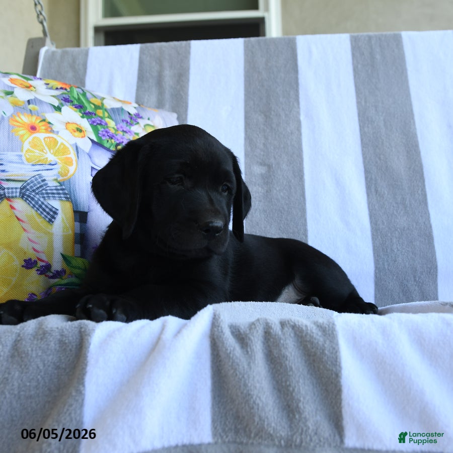 Labrador Retriever dogs Haley - Ad 2