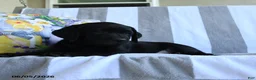 Labrador Retriever dogs for sale: Haley - Ad 2