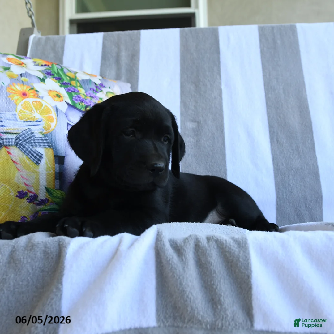 Labrador Retriever dogs for sale: Haley - Ad 2