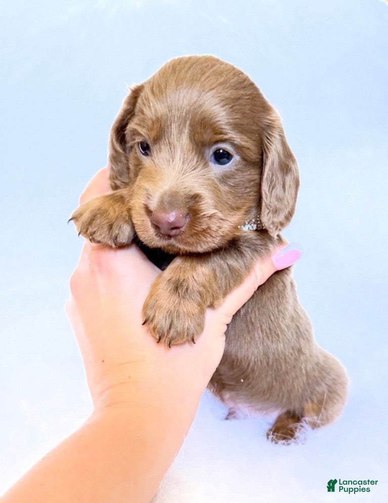 Miniature Dachshund dogs Scottie - Ad 33