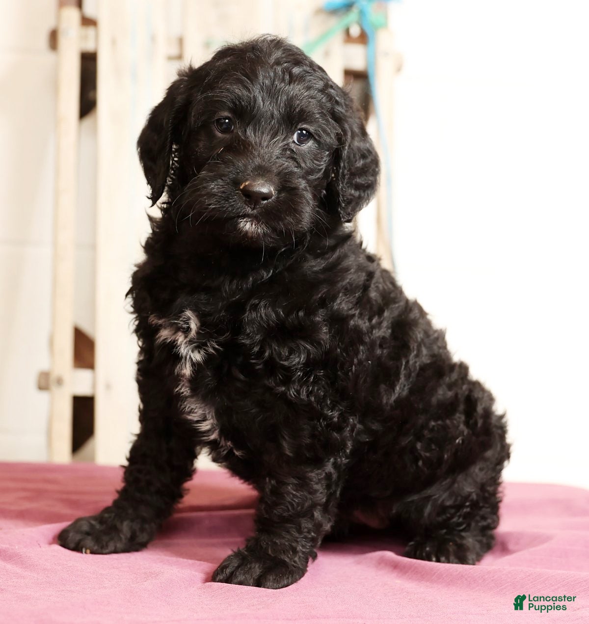 Labradoodle dogs Glenda - Ad 18