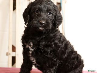 Labradoodle dogs Glenda - Ad 18
