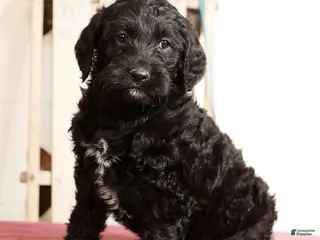 Labradoodle dogs Glenda - Ad 13