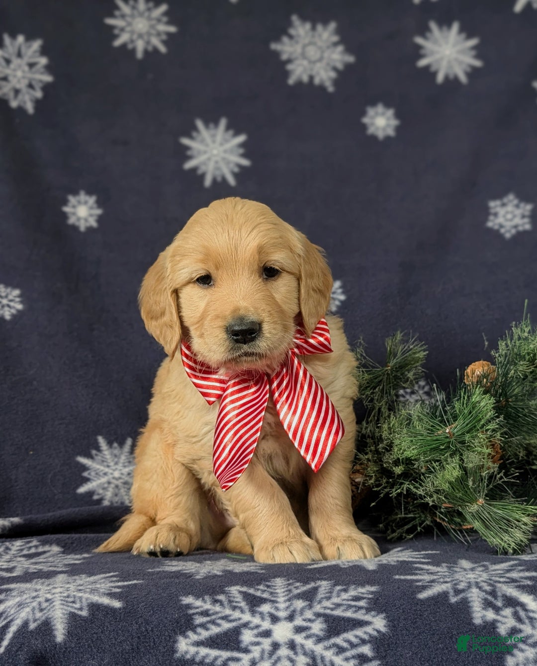 Golden Retriever dogs for sale: Bosley - Ad 1