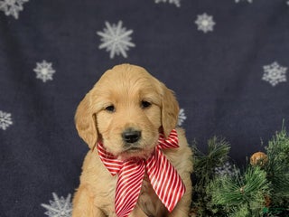 Golden Retriever dogs for sale: Bosley - Ad 2