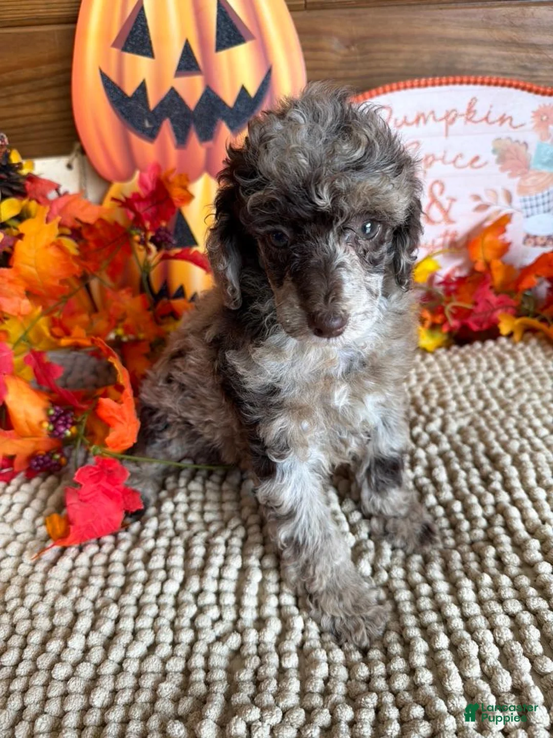 Miniature Poodle dogs for sale: Chantilly - Ad 3
