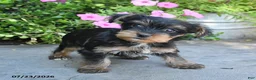 Yorkshire Terrier dogs for sale: Luna - Ad 4