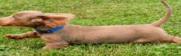 Miniature Dachshund dogs for sale: Bentley - Ad 5