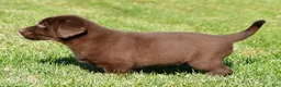 Labrador Retriever dogs for sale: Jackson - Ad 8