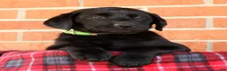 Labrador Retriever dogs for sale: Allie - Ad 9