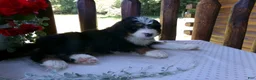 Mini Bernedoodle dogs for sale: Beth - Ad 5