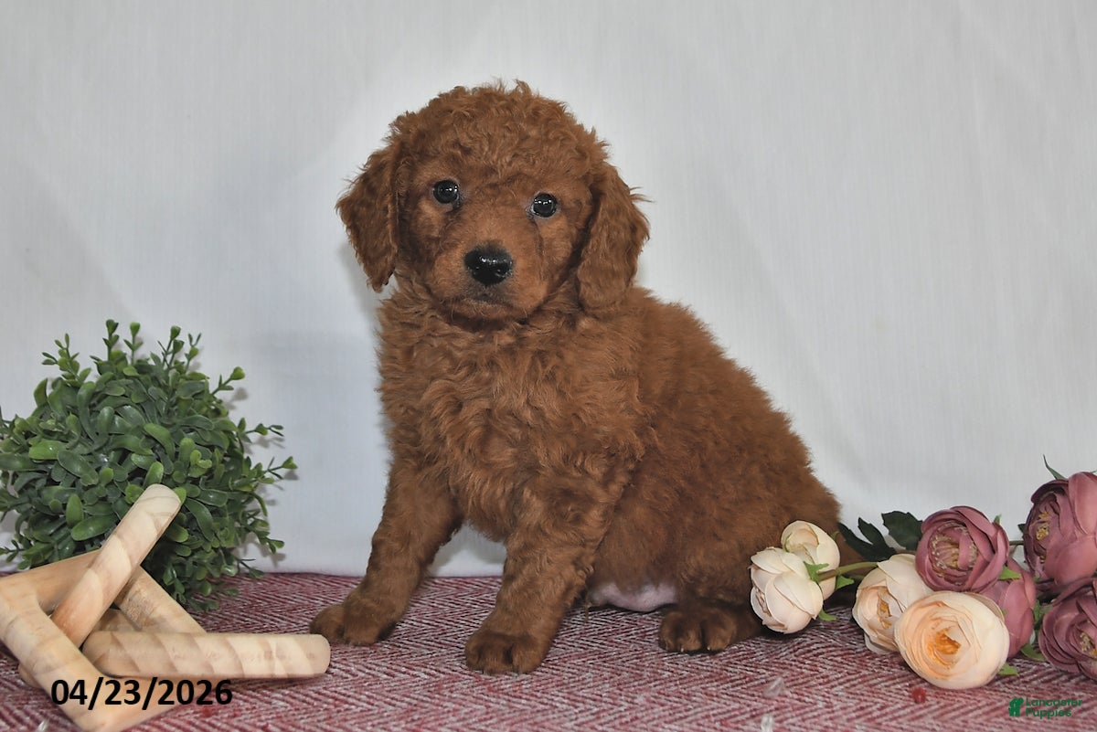 Goldendoodle dogs Leo - Ad 2