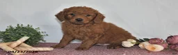 Goldendoodle dogs for sale: Leo - Ad 2