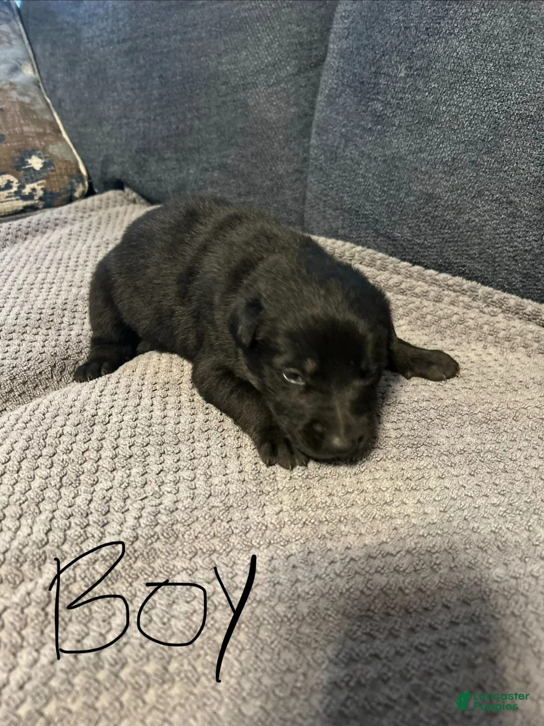 Mixed Breed dogs for sale: Blackie - Ad 1
