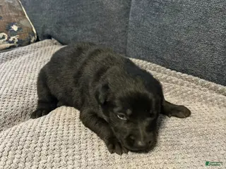 Mixed Breed dogs for sale: Blackie - Ad 4