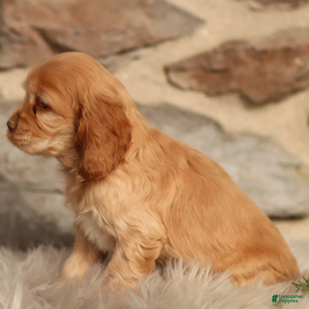 Cocker Spaniel dogs for sale: Denver - Ad 5
