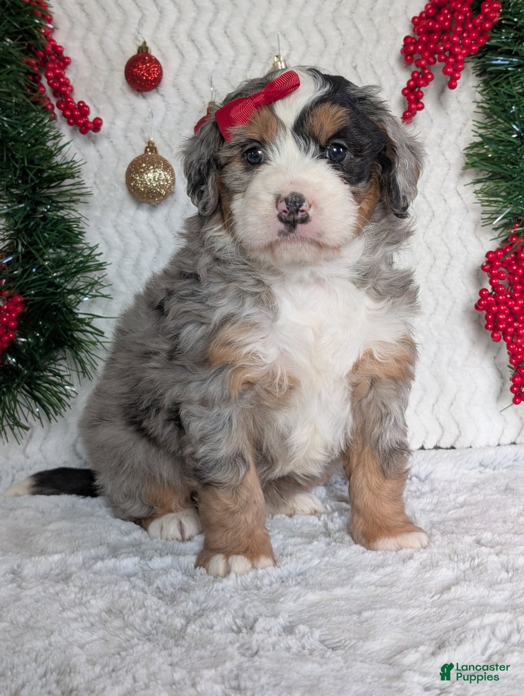 Mini Bernedoodle dogs for sale: Mini River - Ad 21