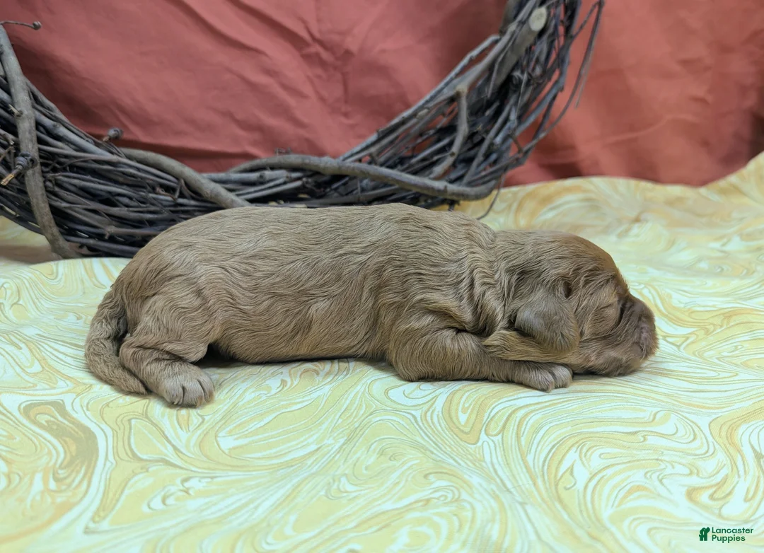 Cockapoo dogs for sale: Rana - Ad 2