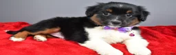 Miniature Australian Shepherd dogs for sale: Zeta - Ad 3