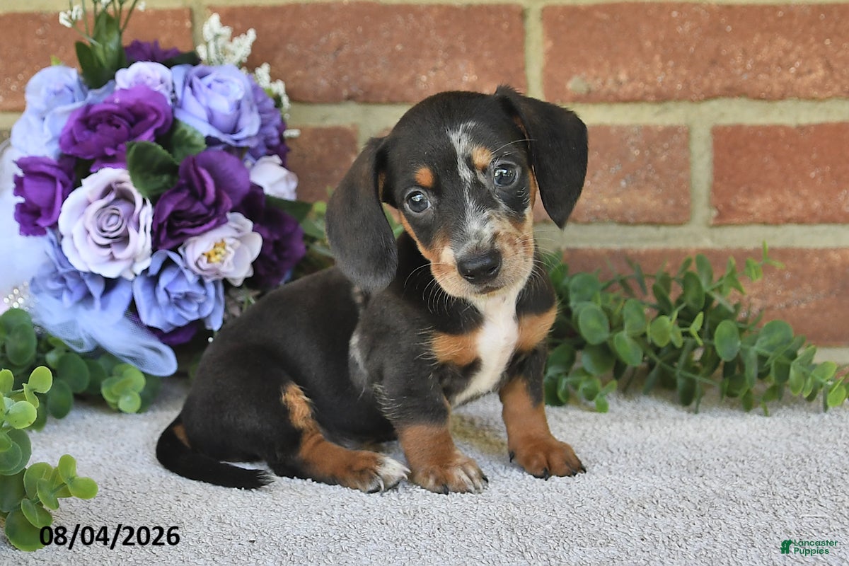 Miniature Dachshund dogs Pancho - Ad 2