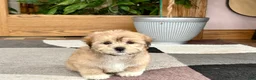Mixed Breed dogs for sale: Lhasa/Maltese - Ad 3