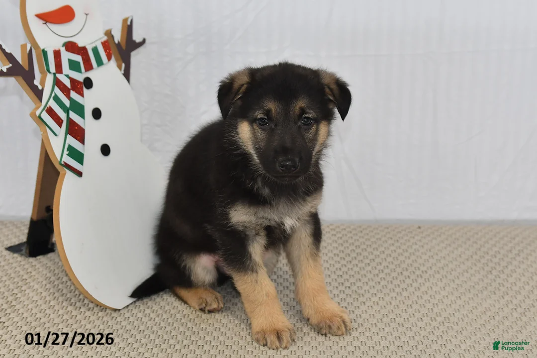 German Shepherd dogs for sale: Chad - Ad 3