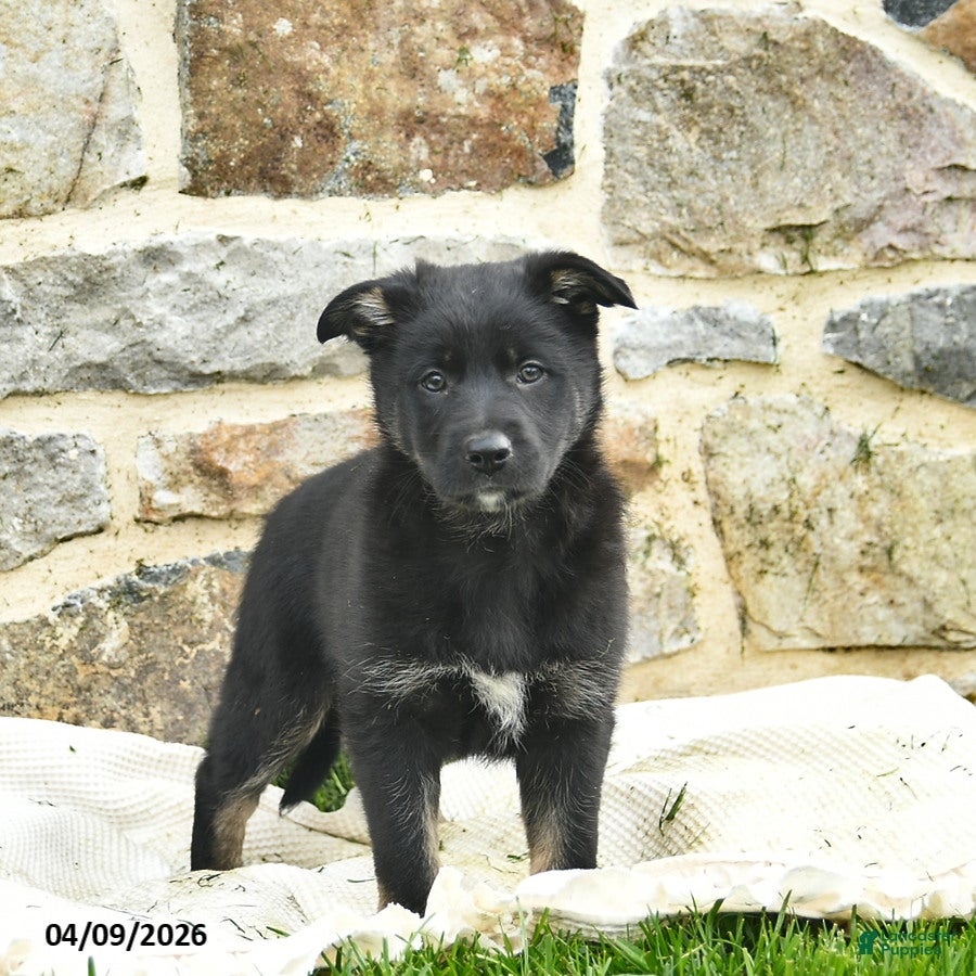 Mixed Breed dogs Cocoa  - Ad 2
