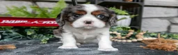 Cavalier King Charles Spaniel dogs for sale: Kingston - Ad 2