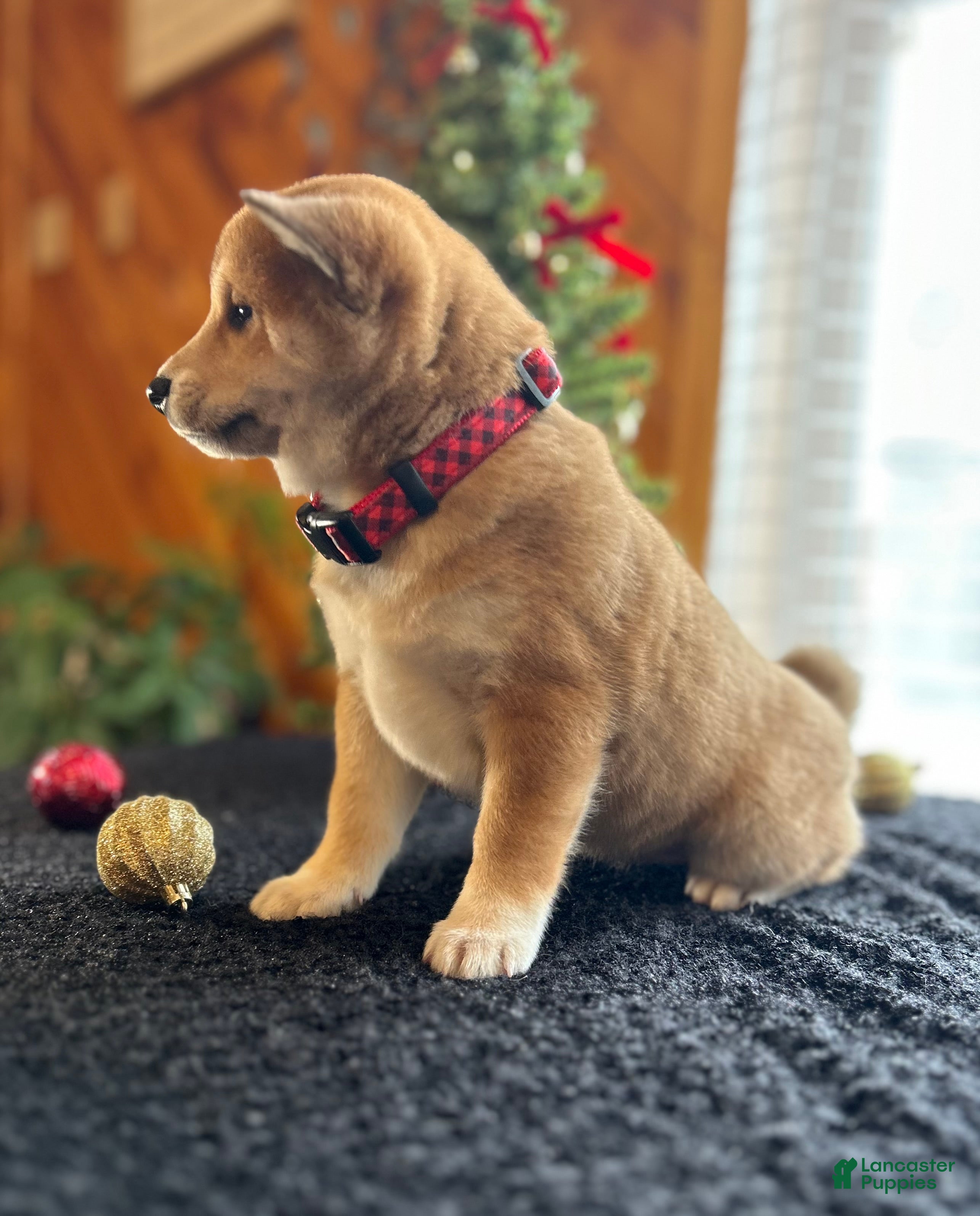 Shiba Inu dogs Luna - Ad 35