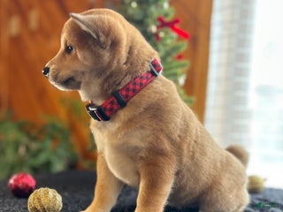 Shiba Inu dogs Luna - Ad 5