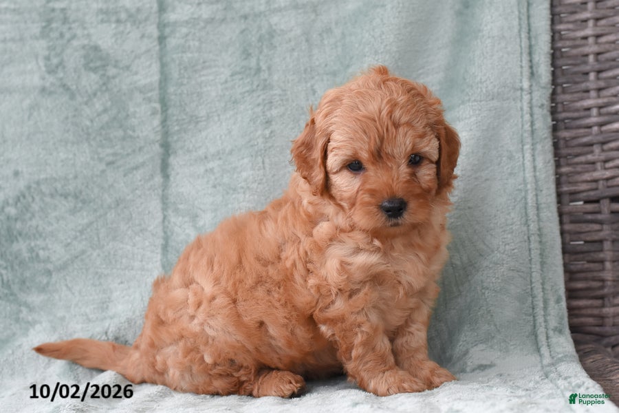 Cockapoo dogs Sadie - Ad 2