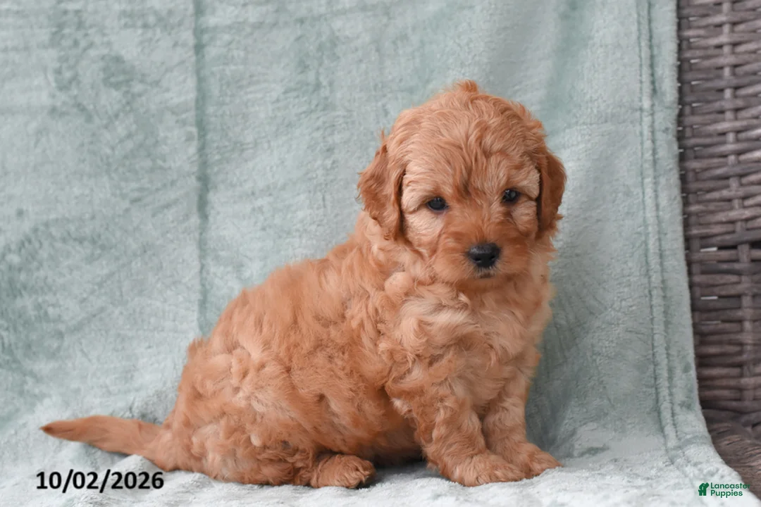 Cockapoo dogs for sale: Sadie - Ad 2