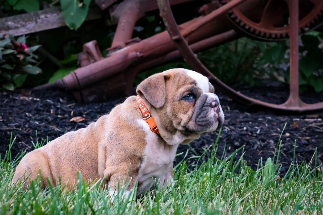 English Bulldog dogs for sale: Diesel - Ad 2