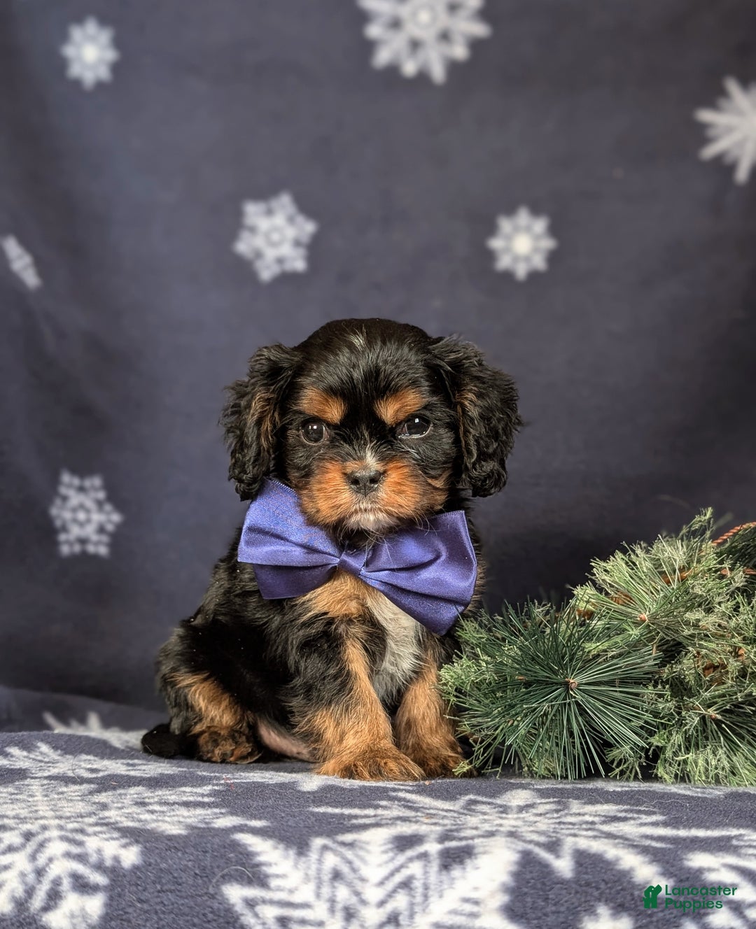 Cavalier King Charles Spaniel dogs for sale: Barclay - Ad 3