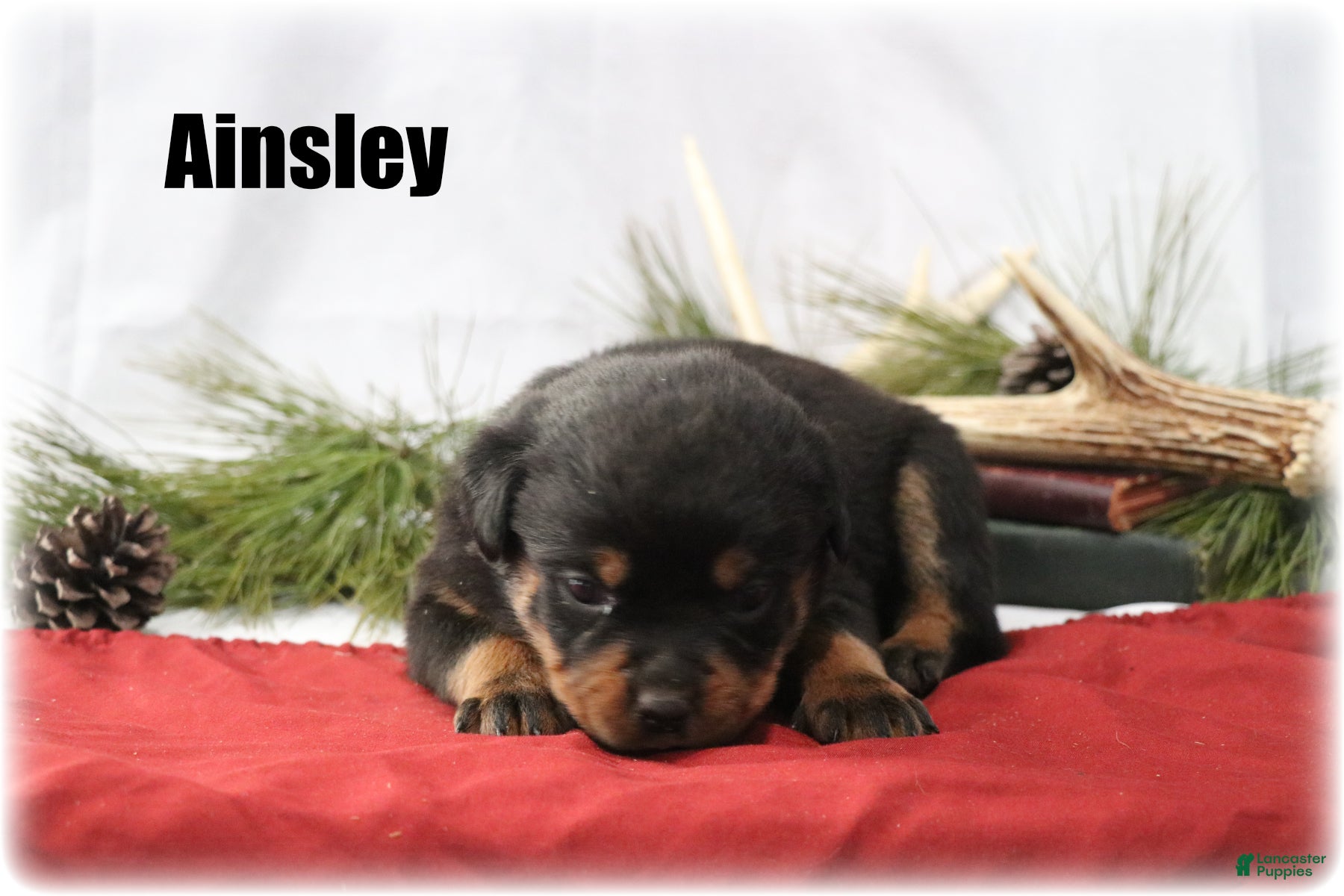 Rottweiler dogs Ainsley - Ad 20