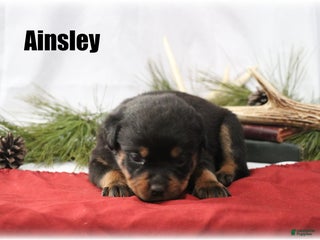 Rottweiler dogs Ainsley - Ad 20