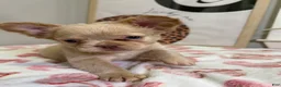 French Bulldog dogs for sale: Beefy - Ad 11