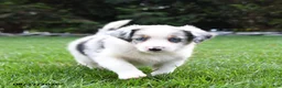 Australian Shepherd dogs for sale: Brumby - Ad 1