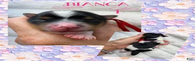 Bianca