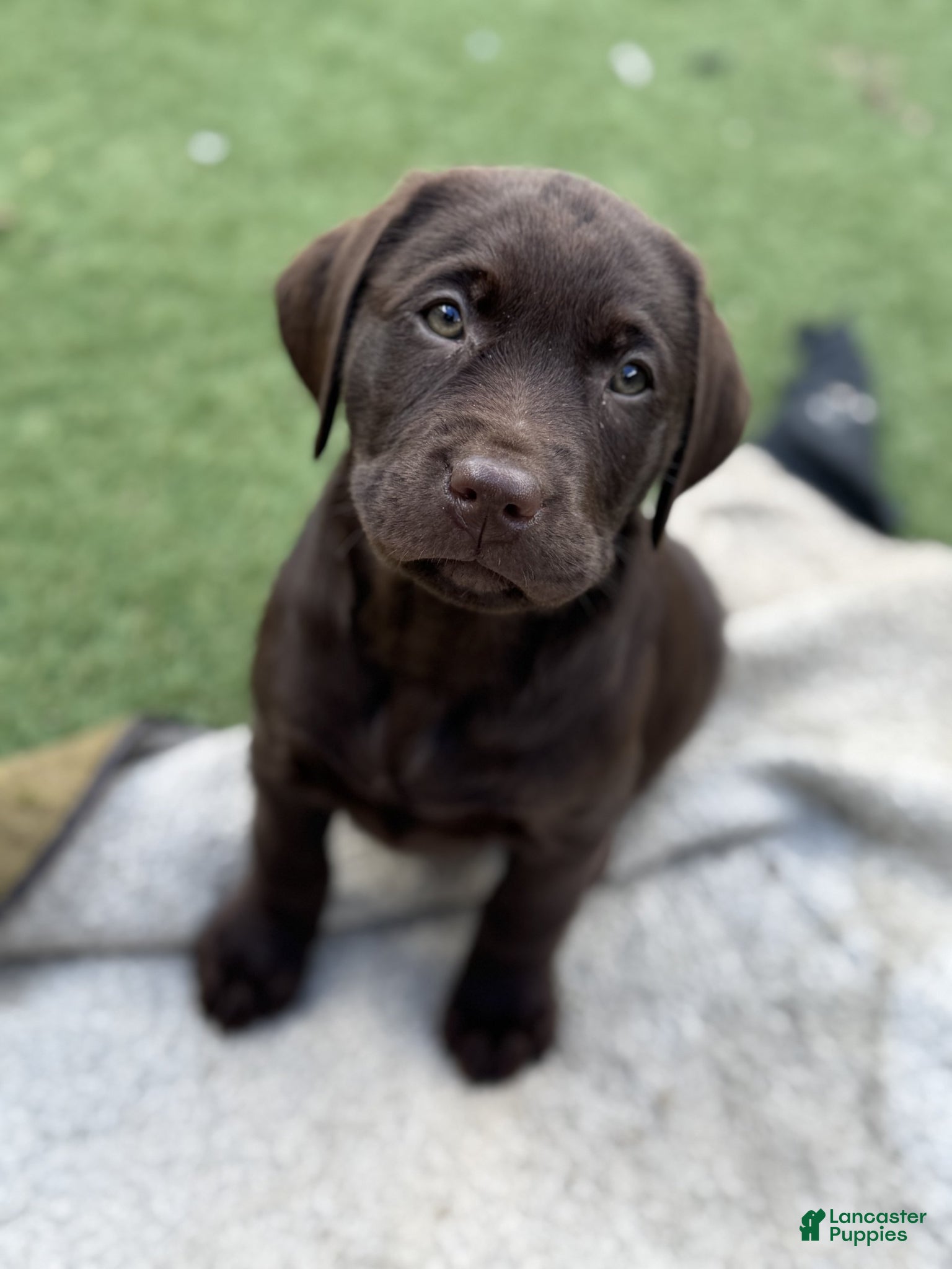 Labrador Retriever dogs for sale: Labrador Retriever Puppy 5 - Ad 4